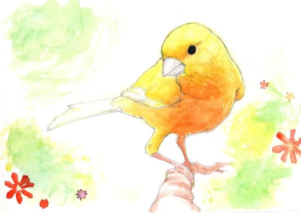 Канарейка иллюстрация