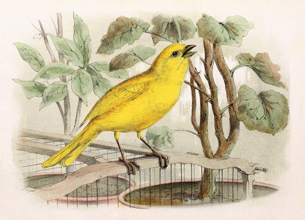 Виталий Бианки музыкальная канарейка