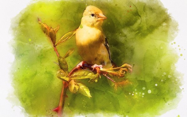 Канарейка акварелью