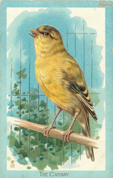 Канарейка акварелью