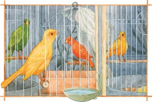 Картина с канарейкой