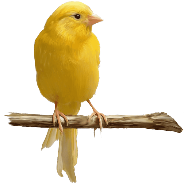 Канарейка для детей