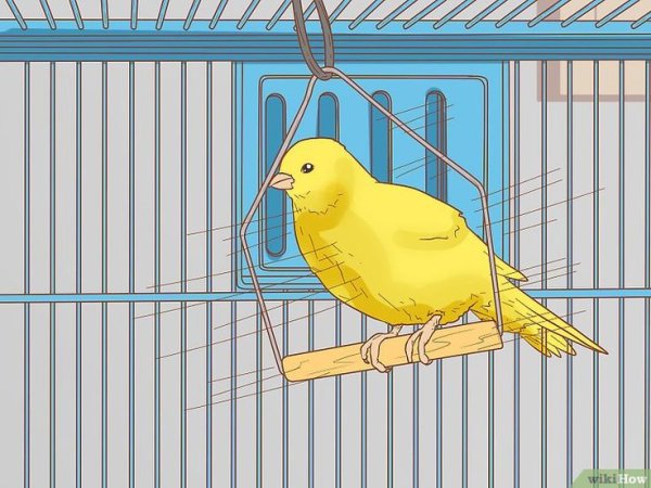 Канарейка раскраска для детей