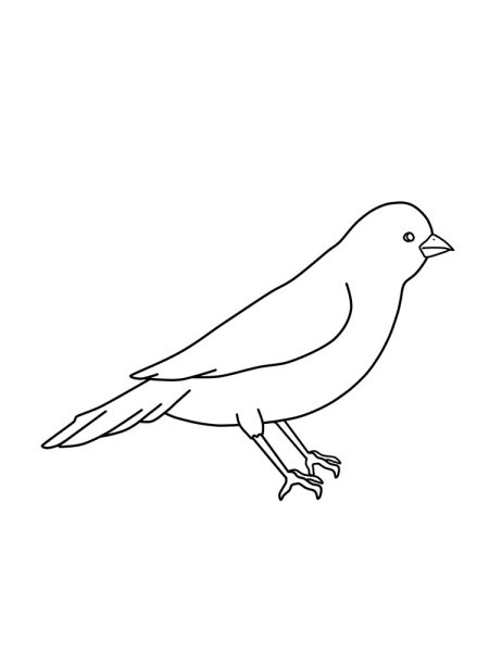 Бианки музыкальная канарейка