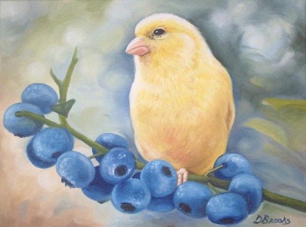 Атлантическая канарейка