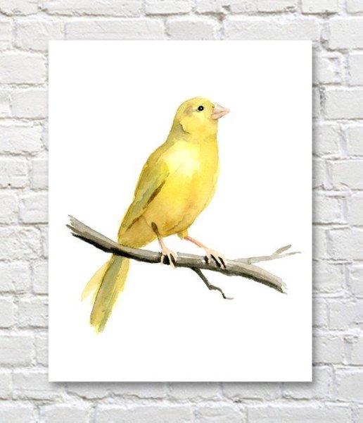 Рисование канарейка