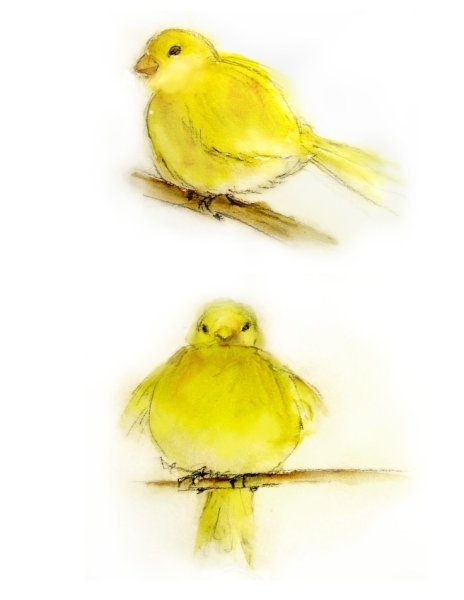 Канарейка на белом фоне