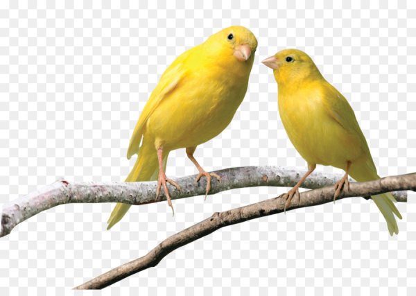 Канарейка в клетке для детей