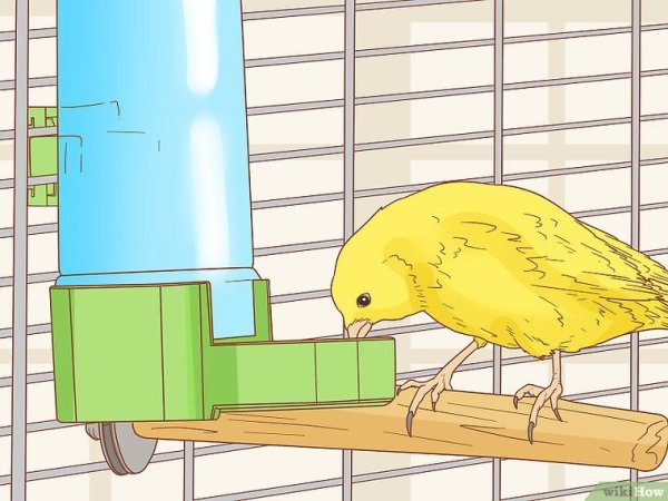 Виталий Бианки музыкальная канарейка