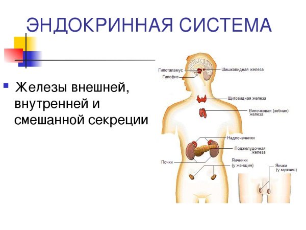 Эндокринная система железы внутренней и внешней секреции