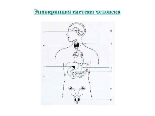 Схема расположения желез внутренней секреции