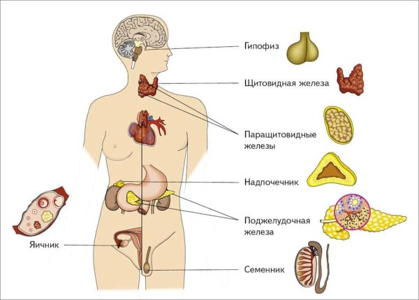 Эндокринная система человека схема желез