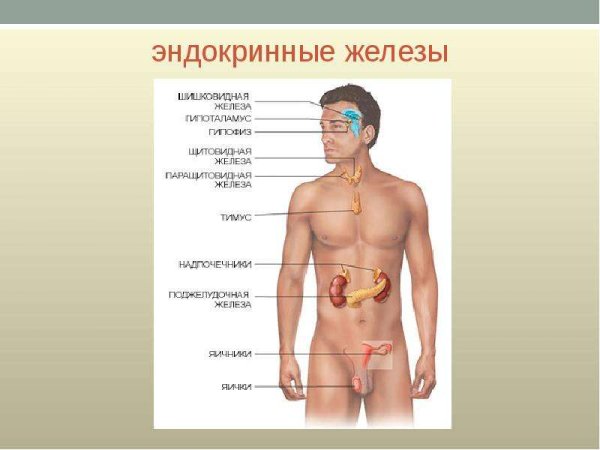 Эндокринная система или железы внутренней секреции органы