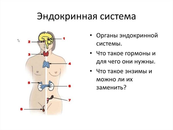 Заболевания органов эндокринной системы