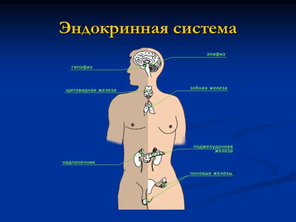 Эндокринная система 3д