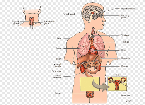 Схема желез эндокринной системы