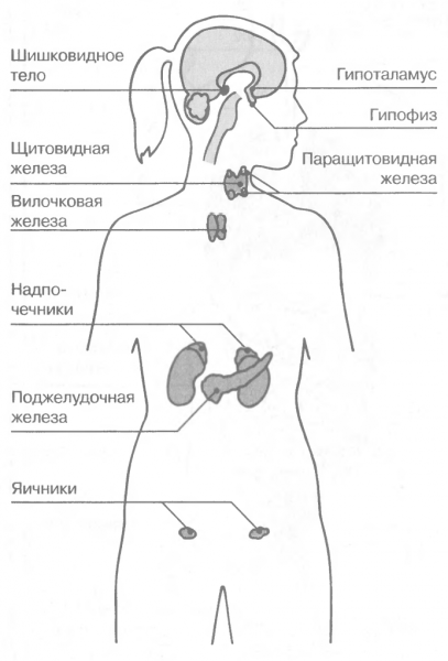 Схема желез внутренней секреции
