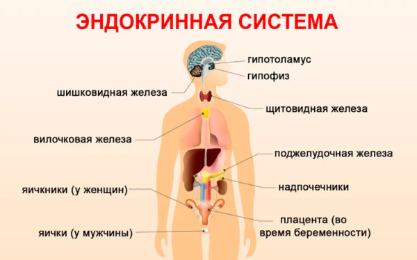 .Система желез внутренней секреции. Функции