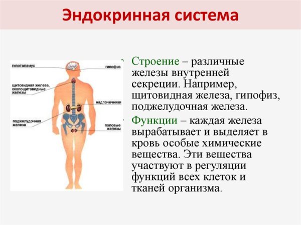 Эндокринная система эндокринная система эндокринная система