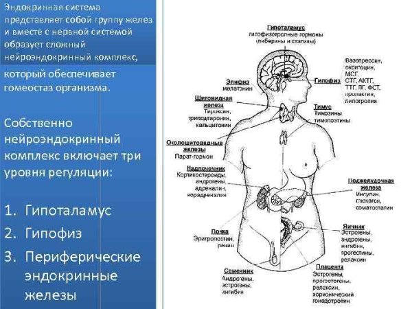 Расположение желез внутренней секреции человека схема