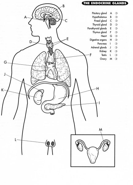 Железы внутренней секреции без подписей