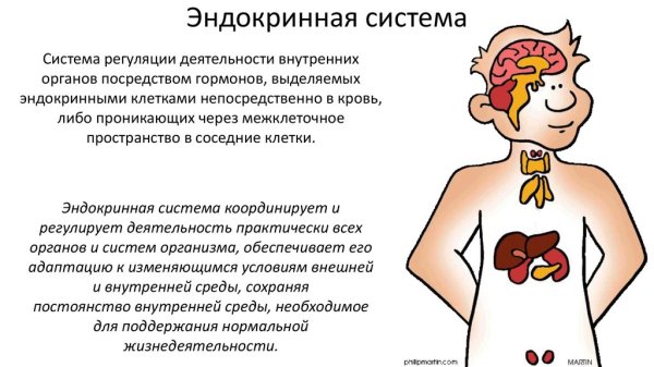 Эндокринная система человека схема