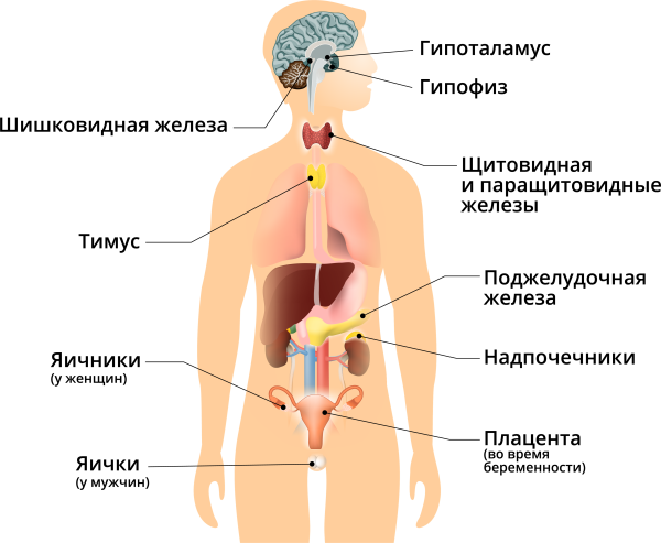 Щитовидная железа смешанной секреции