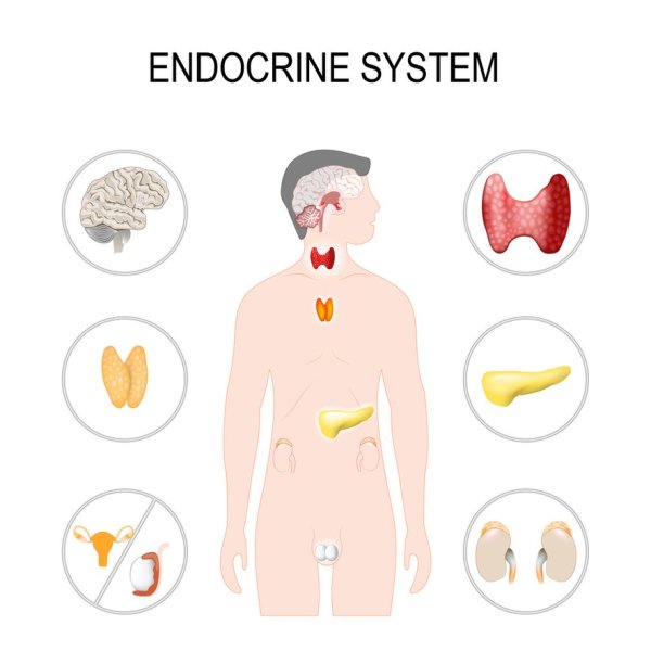 Эндокринная система