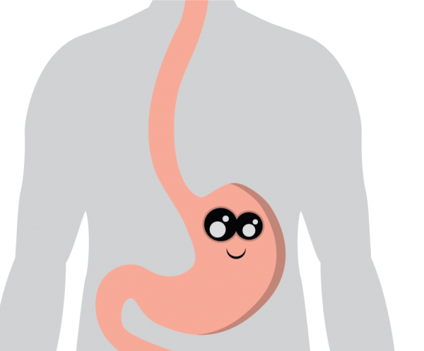 Желудок нарисовать