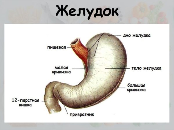 Анатомия животных однокамерный желудок строение