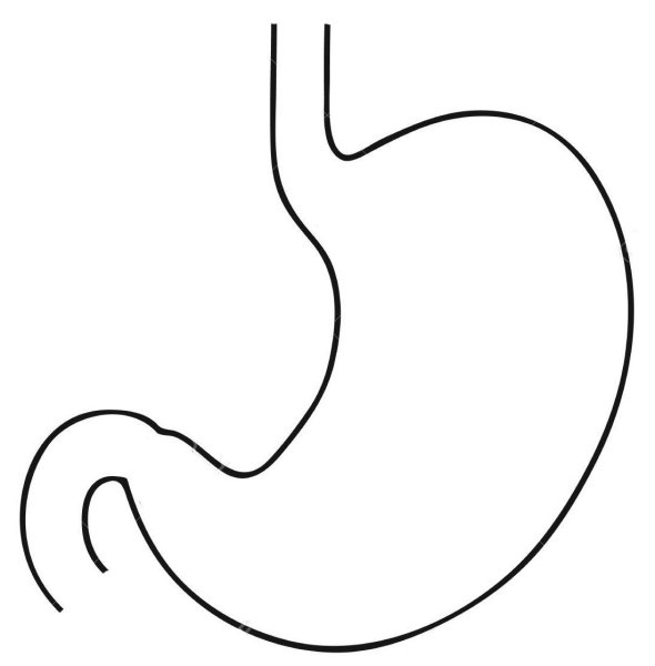 Желудок контур