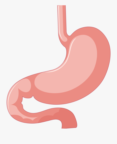 Желудок человека рисунок