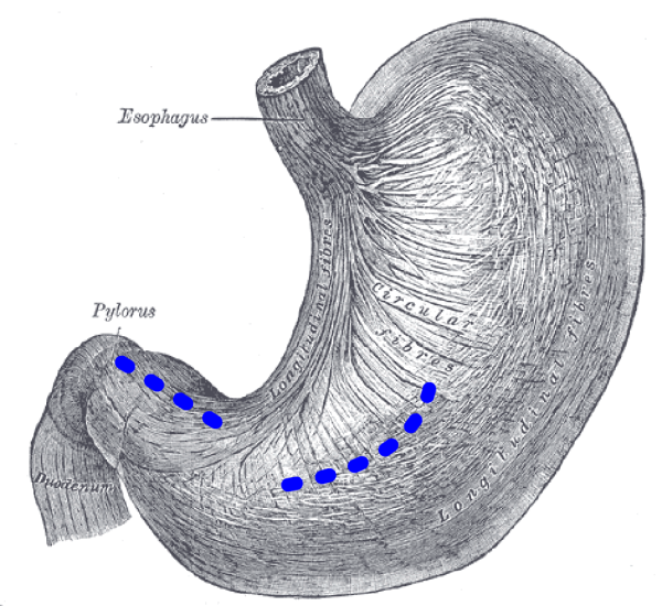 Желудок рисунок