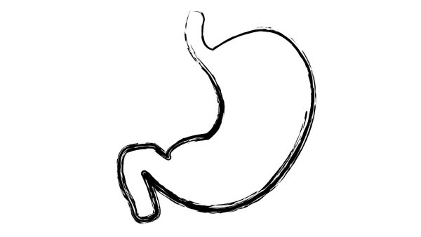 Желудок рисунок