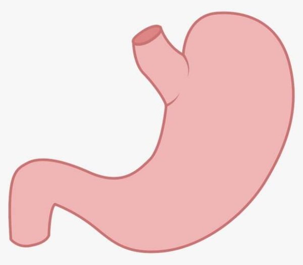 Желудок окружающий мир