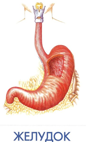 Строение желудка человека схема