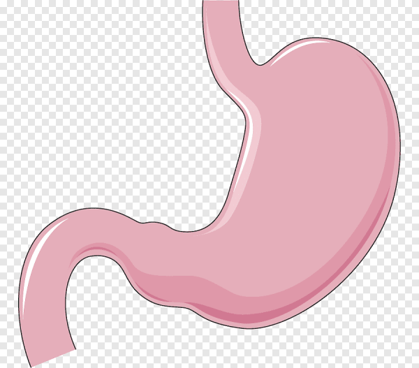 Желудок мультяшный