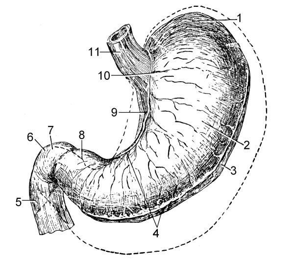 Желудок мультяшный