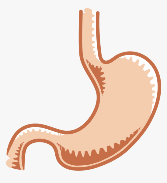 Желудок без фона