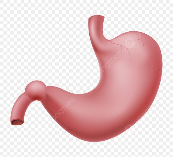 Кишечник контур