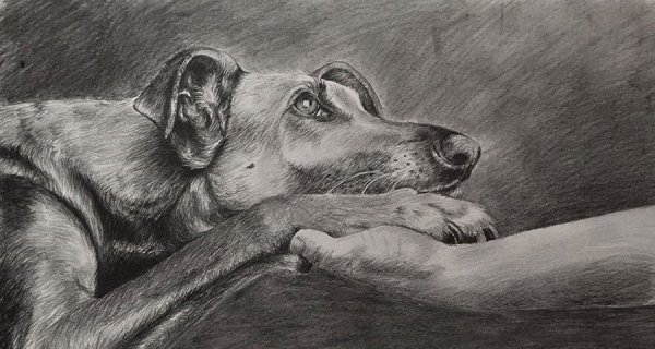 Собака друг человека рисунок