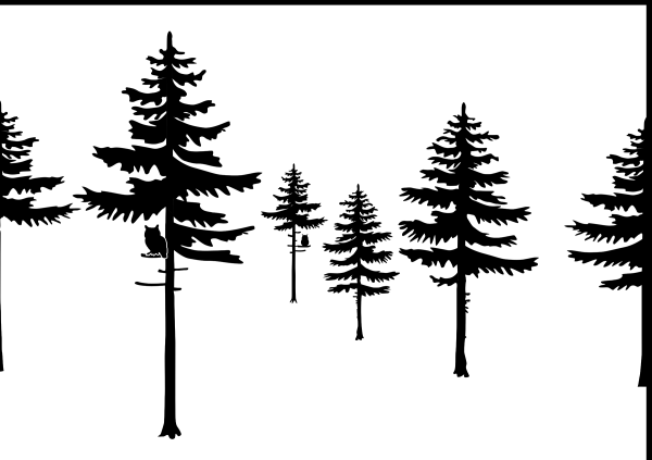 Силуэты хвойных деревьев