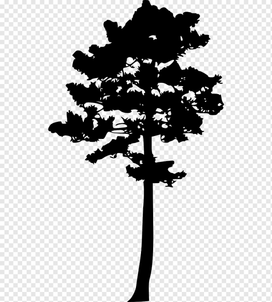 Силуэт сосны