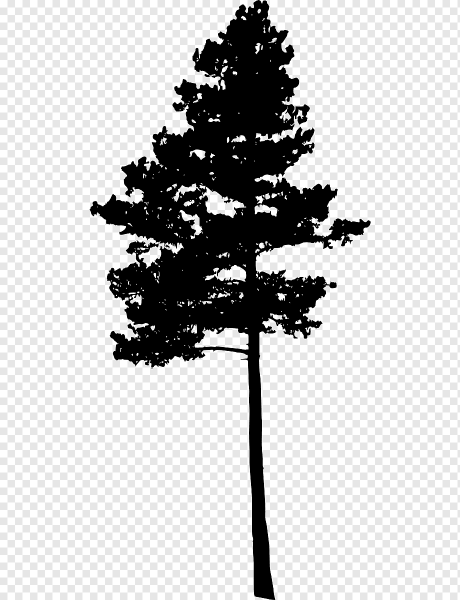 Сосна символ