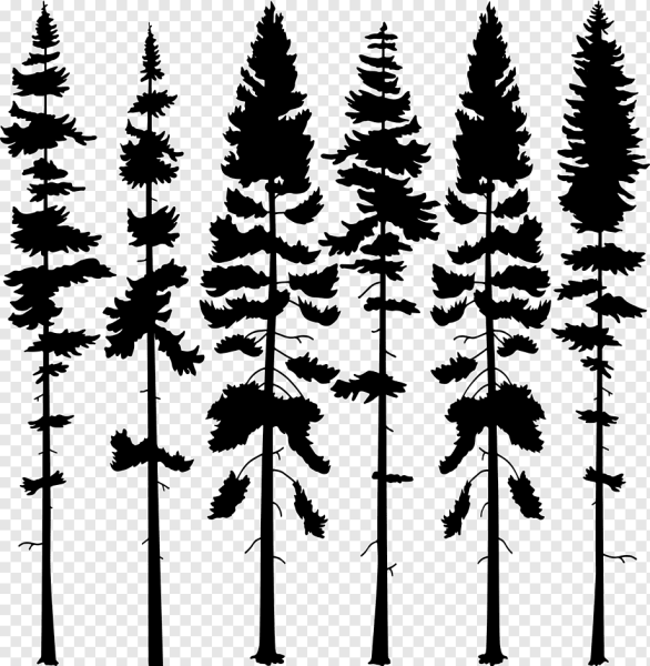 Силуэт сосны