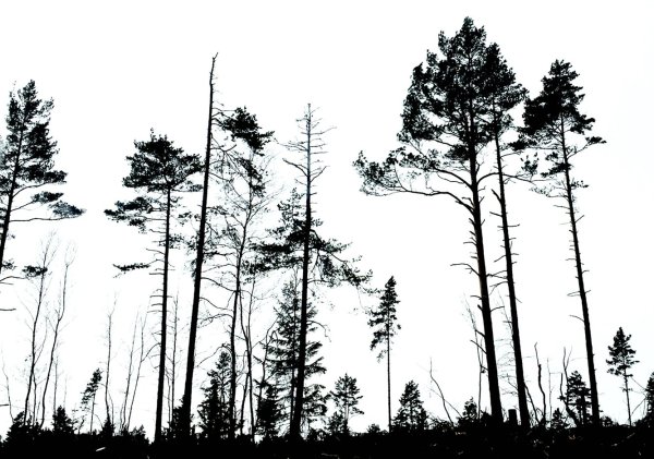 Силуэт сосны