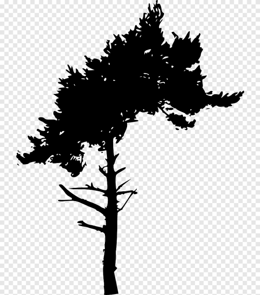 Силуэт дерева сосна