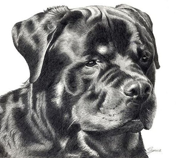 Рисунок собаки профессиональный