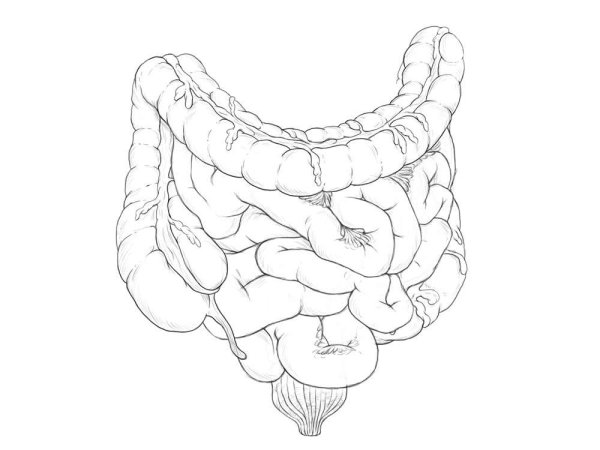 Тонкий кишечник анатомия