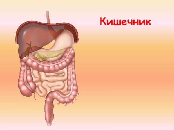 Органы человека кишечник